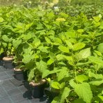 Hortenzia stromčekovitá (Hydrangea arborescens) ´CANDYBELLE® MARSMALLOW´ - výška 30-40 cm, kont. C2L